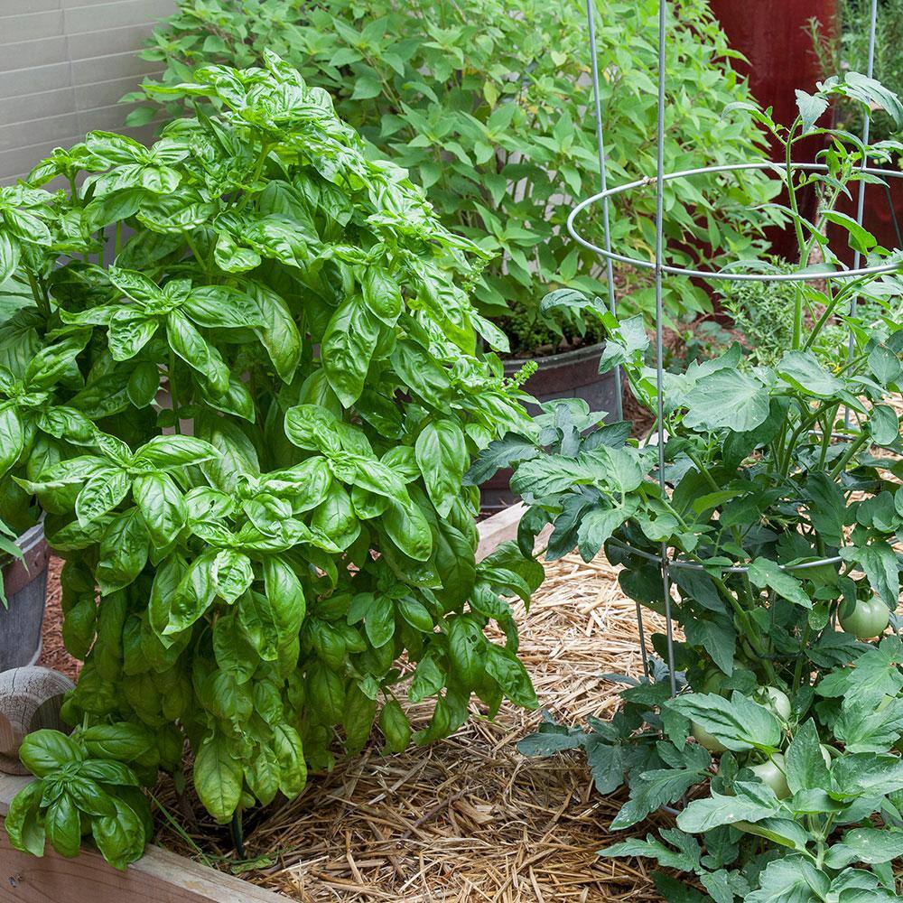 Bonnie Plants 2.32 qt. Sweet Basil Herb Plant 5010