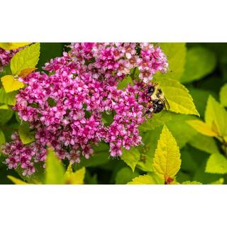 Online Orchards 1 Gal. Goldflame Spirea Shrub Neon Yellow Foliage Clashes Beautifully Against Bright Red Flowers SBSP001