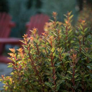 FIRST EDITIONS 2 Gal. Little Devil Ninebark Shrub with Dark Foliage 17102