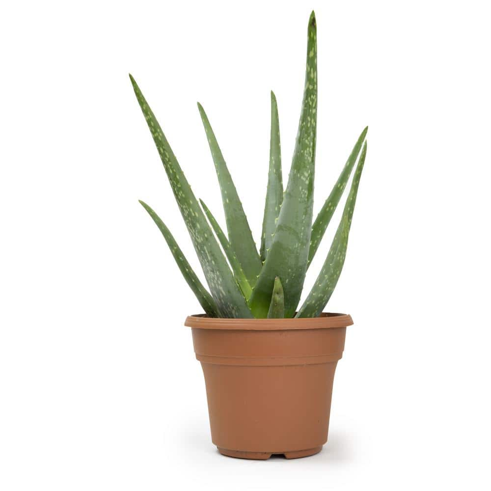 ALTMAN PLANTS 6 in. Single Aloe Vera in Panterra Clay Deco Pot 0872602