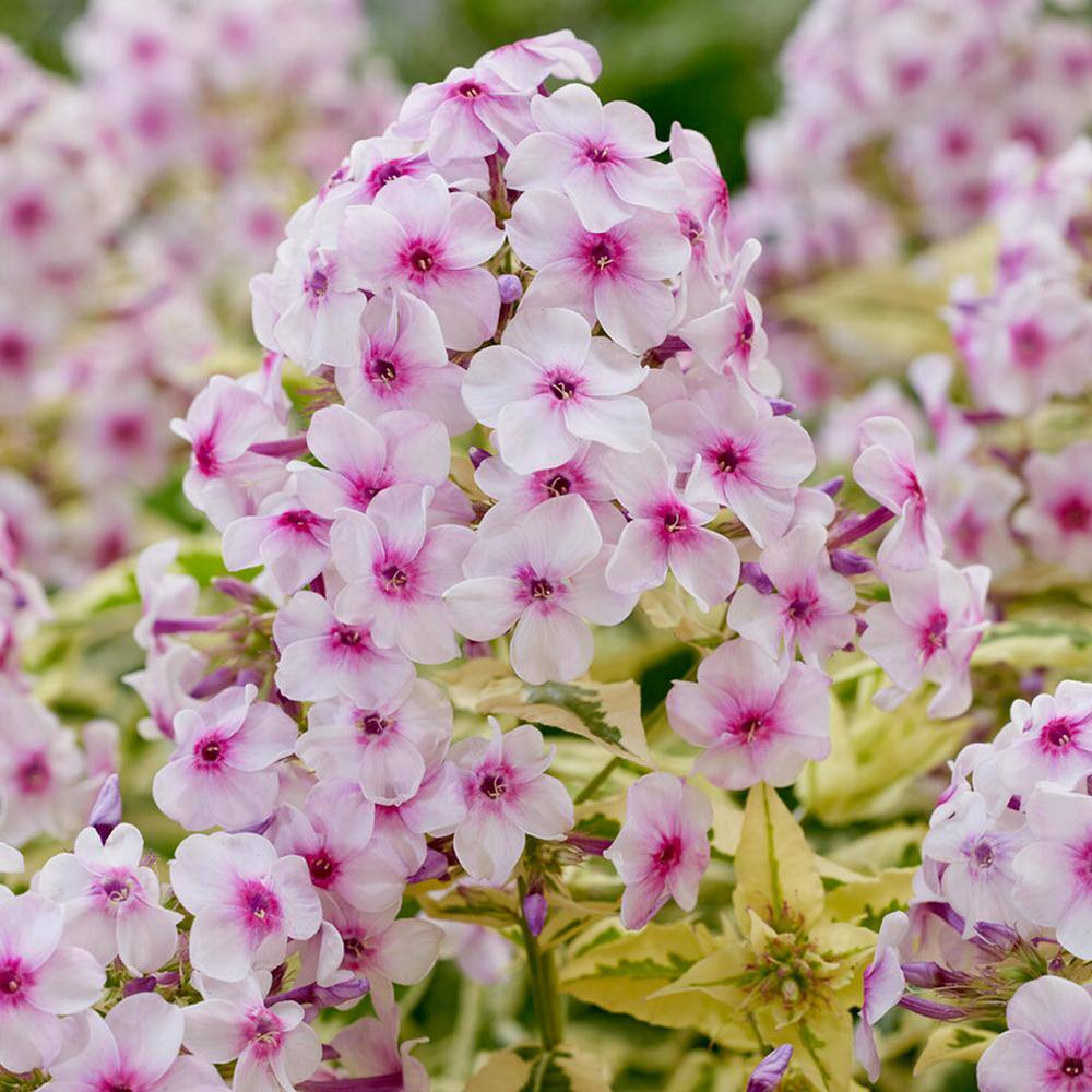 VAN ZYVERDEN Tall Phlox Variegated Paniculata Nora Leigh (Set of 3 Roots) 83858