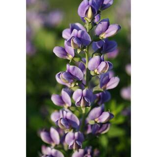 PROVEN WINNERS 3 Gal. Blueberry Sundae Baptisia Live Perennial Plant (1-Pack) BAPTI3BBY1PK