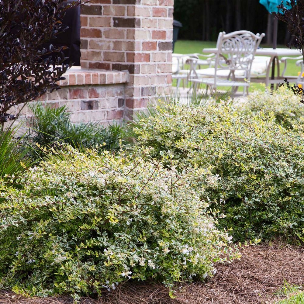 SOUTHERN LIVING 2 Gal. Miss Lemon Abelia Plant with Bright Variegated Yellow Foliage 14401
