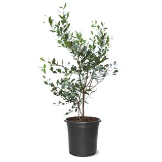 5 Gal. Alapaha Rabbiteye Blueberry Plant BLUALA05G
