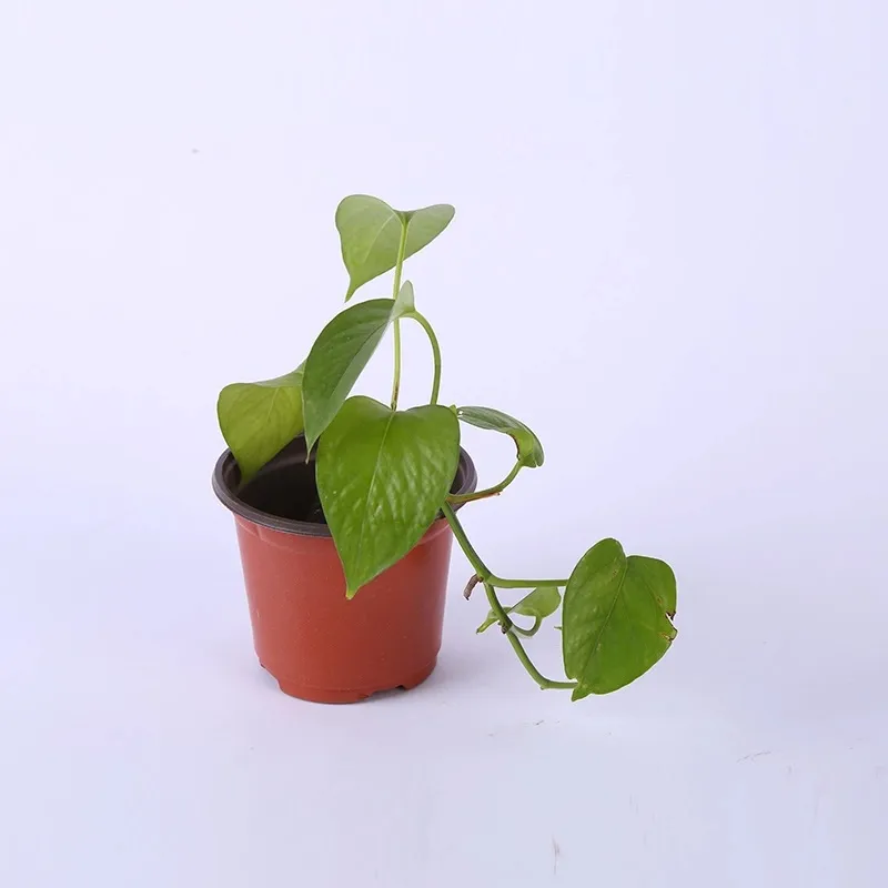 Home Garden Supplies Multiple Sizes Nursery Succulents Planter Transplant Double Colour Durable Plastic Flower Pot F213 1