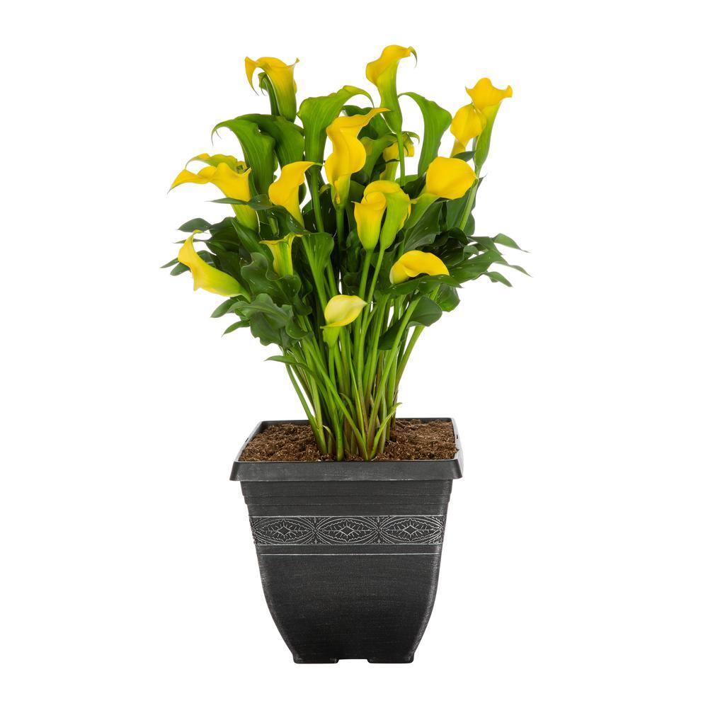 METROLINA GREENHOUSES 2.5 Qt. Captain Solo Yellow Calla Lily Plant 78838