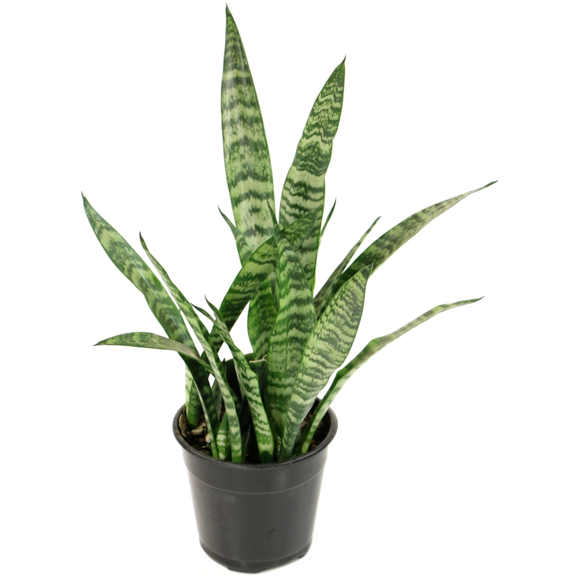 10 in Snake Plant 'Black Coral' Sansaveria Plant