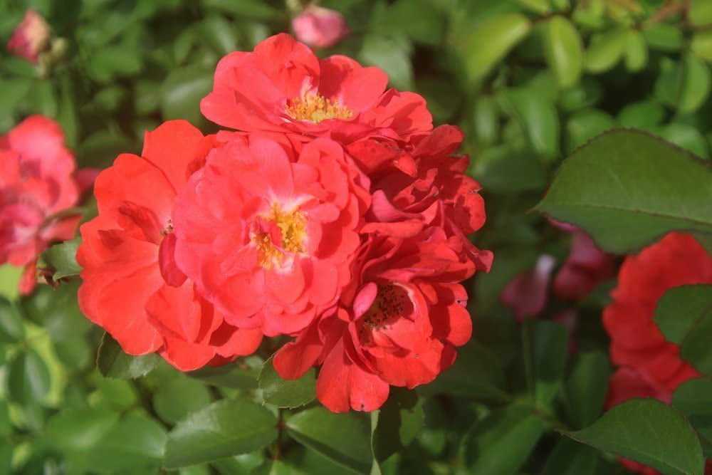 1 Gal. Coral Drift Rose Bush - Showy Vibrant Blooms