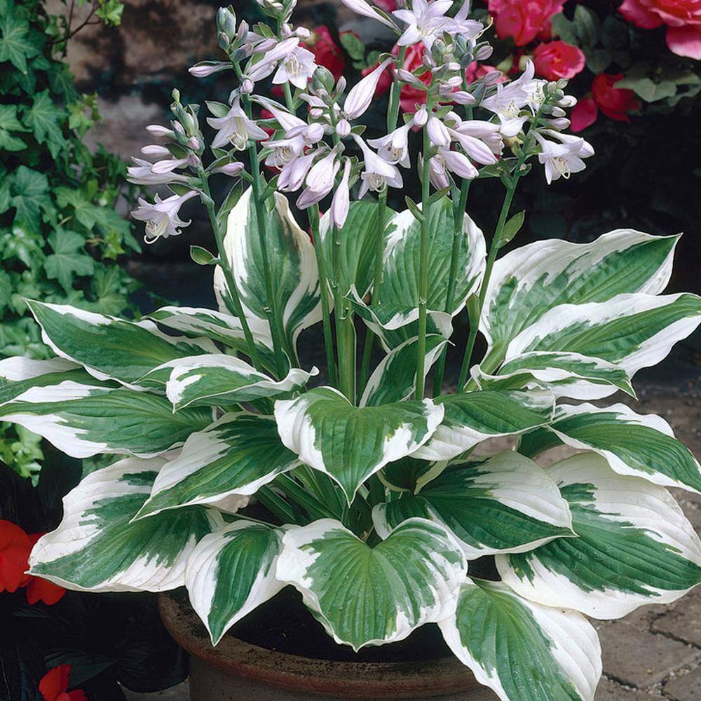 VAN ZYVERDEN Hosta Patriot Roots (Set of 3) 83791