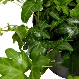 LIVELY ROOT 6 in. Green English Ivy (Hedera helix) Plant in Grower Pot LRGRNIVY6