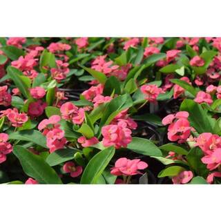 Vigoro 2.5 Qt. Crown of Thorns Plant Pink Flowers in 6.33 In. Grower's Pot (2-Plants) DC1GCROWNPINK2