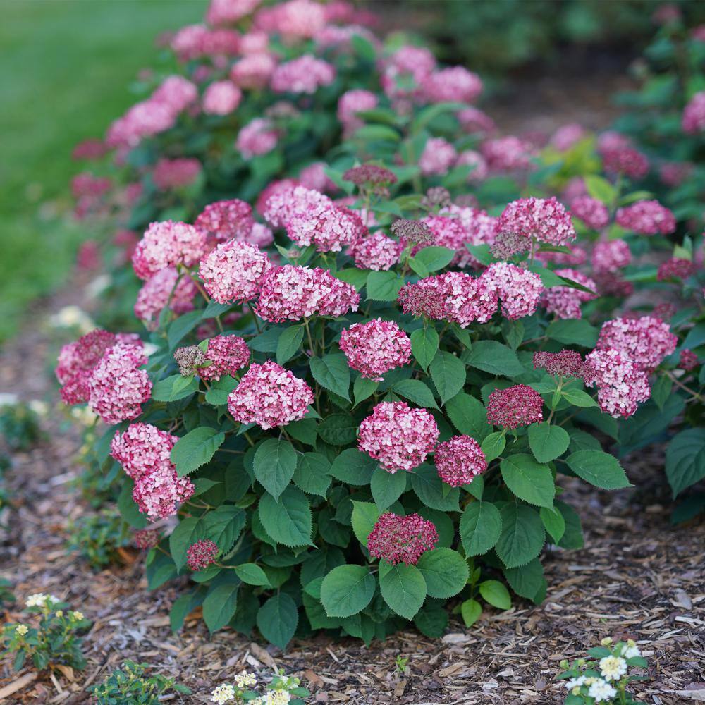 PROVEN WINNERS 2 Gal. Invincibelle Ruby Hydrangea Shrub with Ruby Red and Pink Silvery Blooms 17108