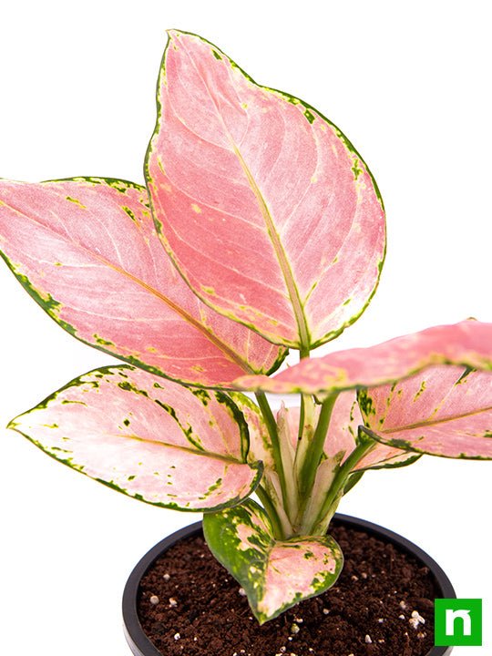 Aglaonema dud anyamanee, Aglaonema anyamanee (Green, Pink) - Plant