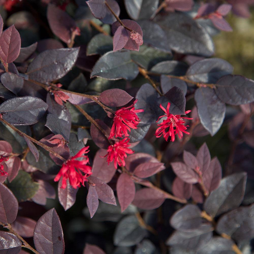 SOUTHERN LIVING 2 Gal. Red Diamond Midsize Loropetalum Evergreen Shrub with Purple Foliage Red Ribbon Blooms 42092