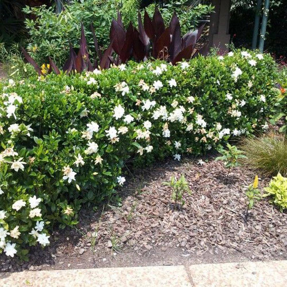 FLOWERWOOD 2.5 Qt. August Beauty Gardenia Shrub with Fragrant White Flowers 2097Q