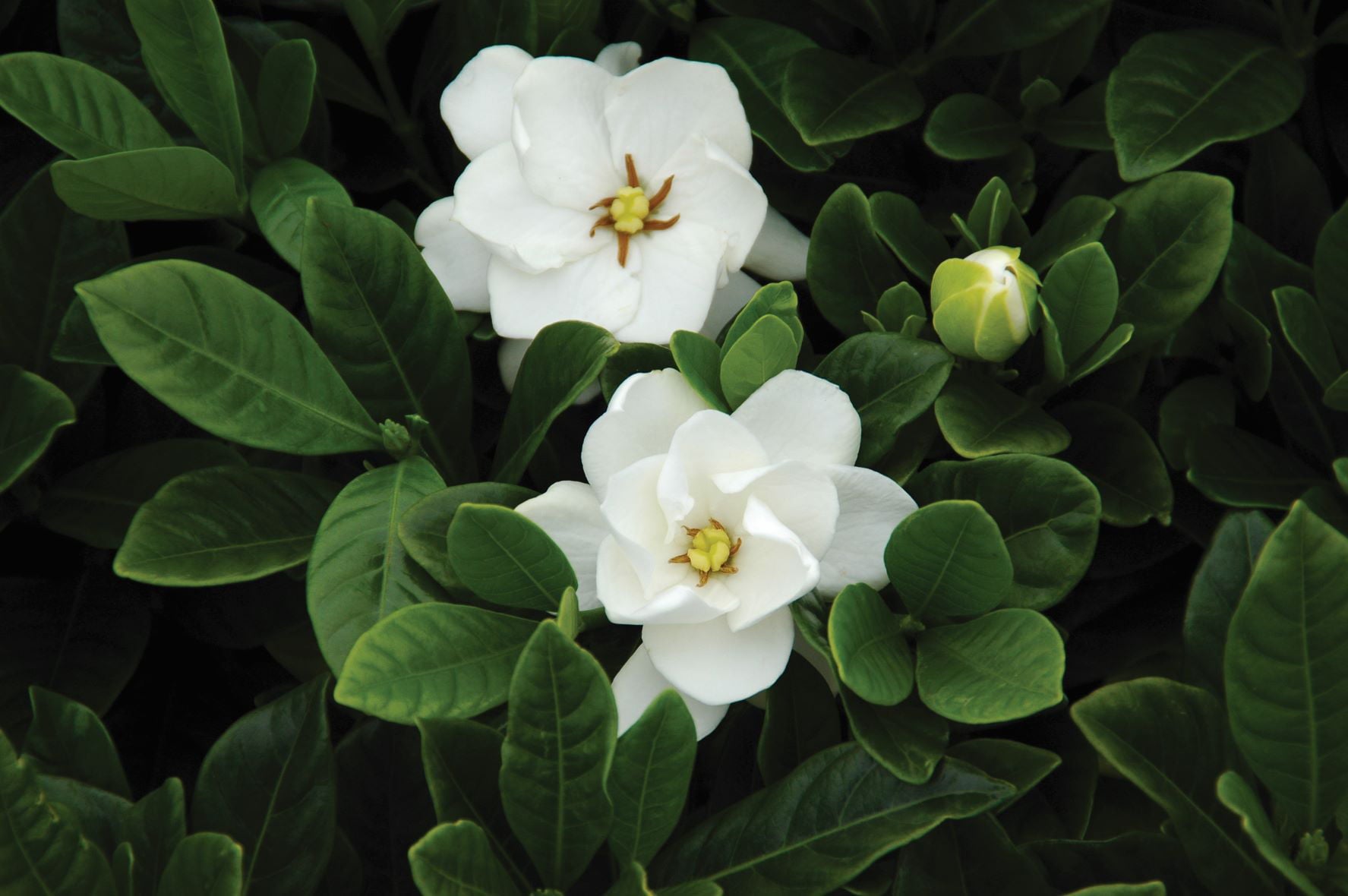 Bloomables® 2.25 gal Gardenia Buttons - White Blooming - Live Plant - 1-Piece