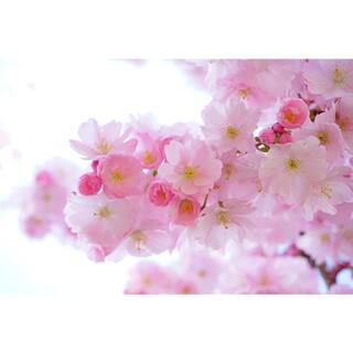 Online Orchards Shirofugen Cherry Blossom Tree Bare Root FLCH003