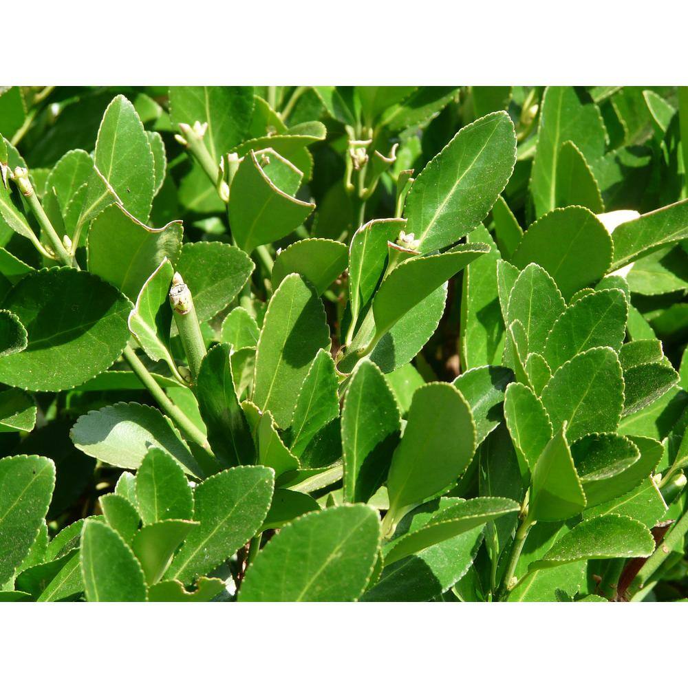 Online Orchards 1 Gal. Cherry Laurel Otto Luyken Shrub Hardy Fragrant Beautful Shrub Perfect for Hedge Plantings SBCL001