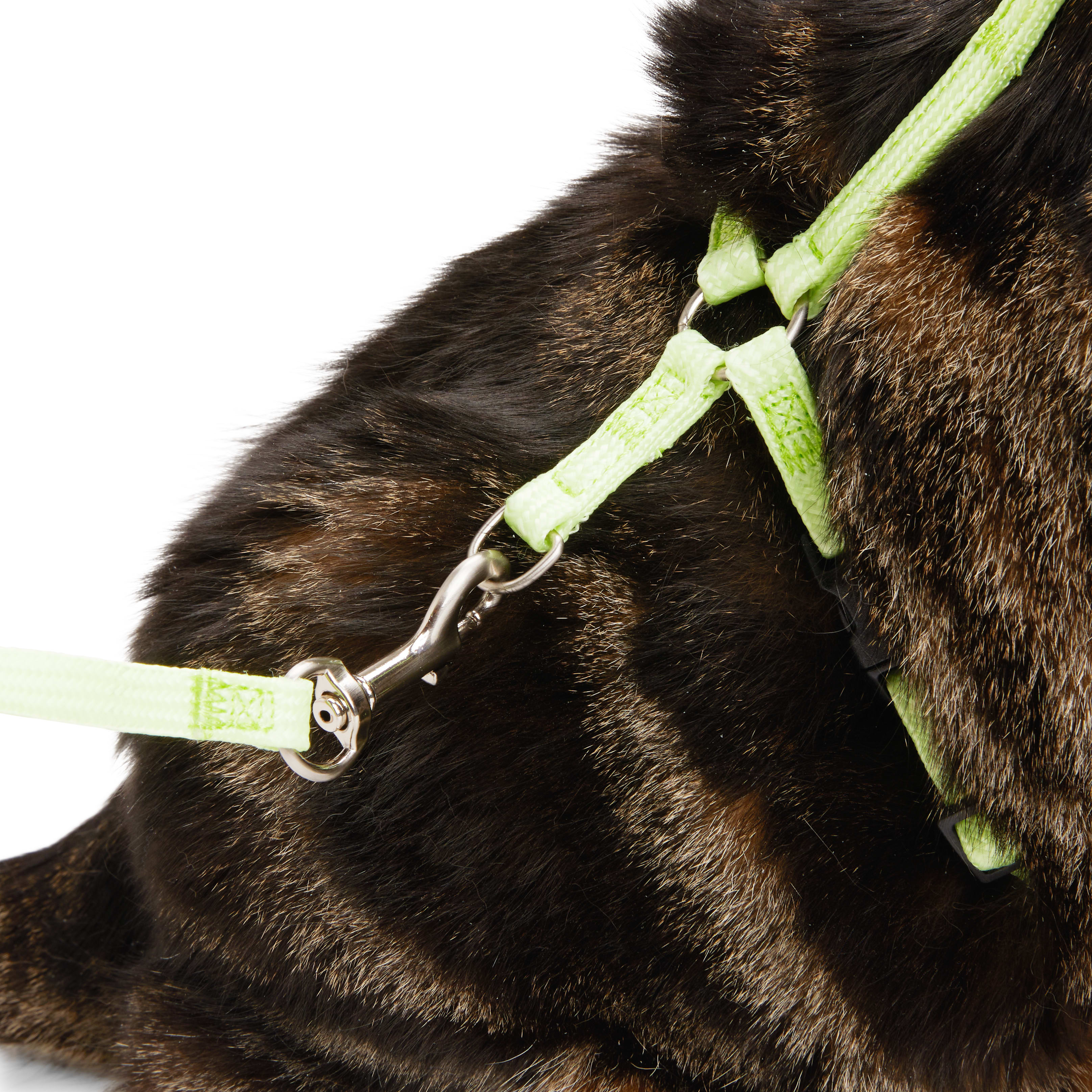 YOULY Green Glow in the Dark Cat Harness  Lead