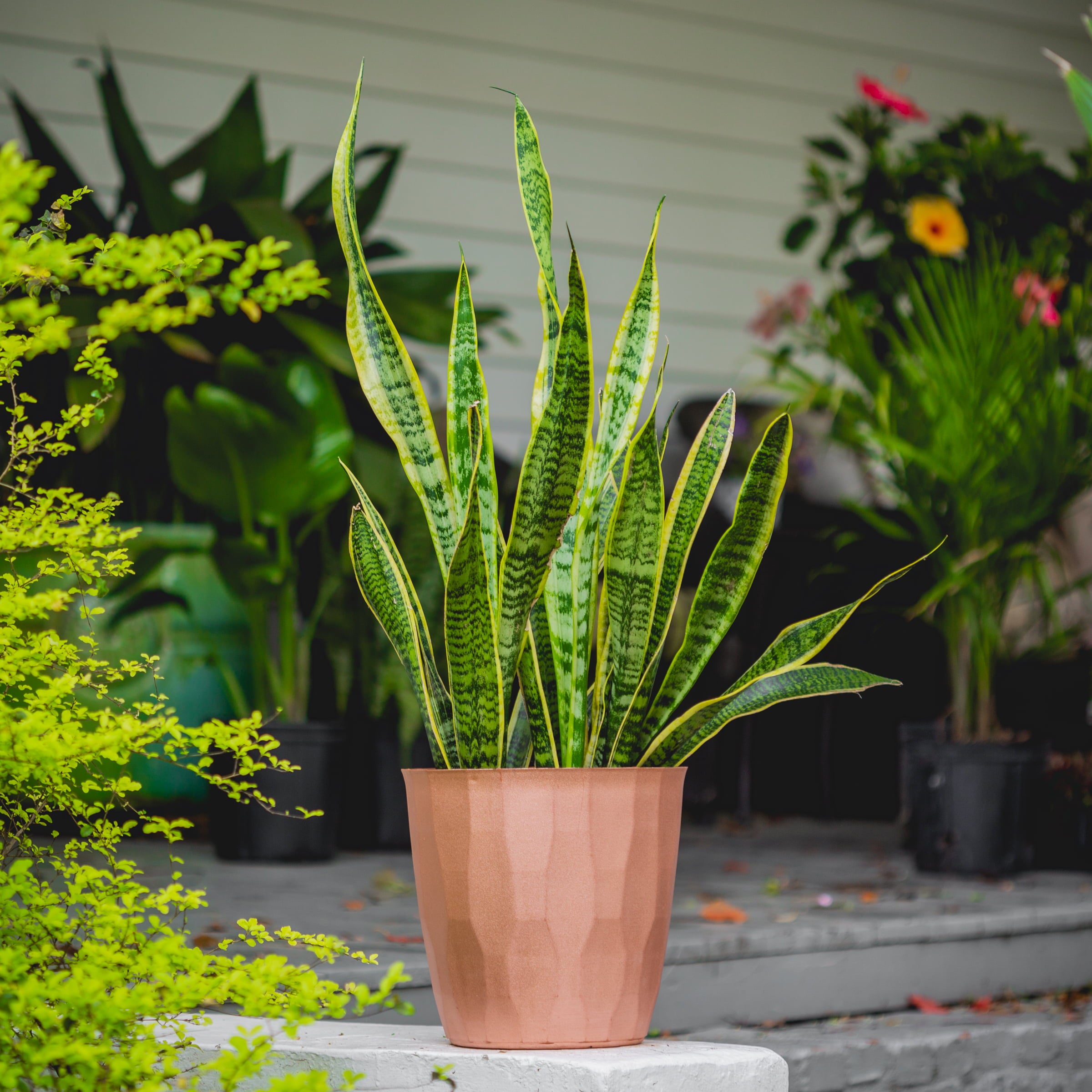 10 in Snake Plant 'Laurentii' Sansaveria Plant i