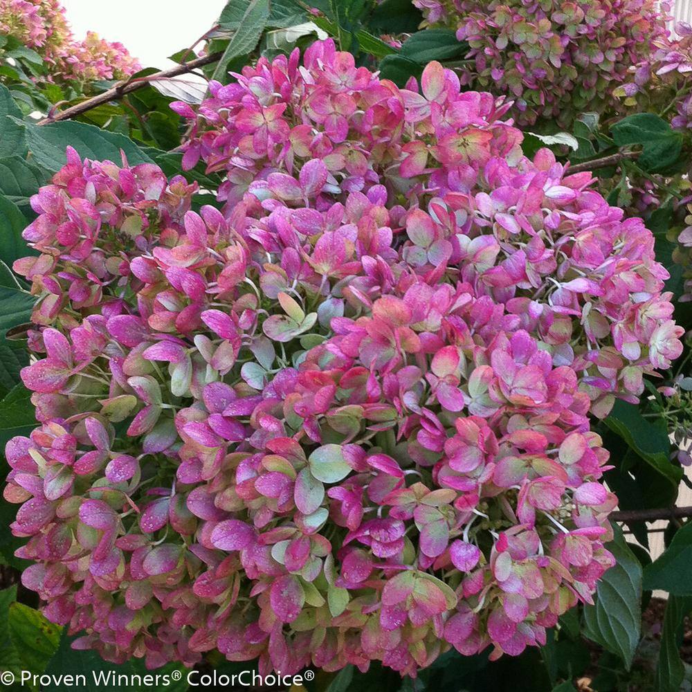 PROVEN WINNERS 1 Gal. Little Lime Hardy Hydrangea (Paniculata) Live Shrub Green to Pink Flowers HYDPRC1076101