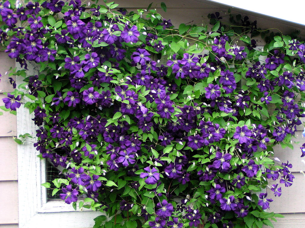 Jackmani Clematis Vine - Velvety-Purple - 2.5