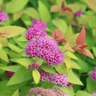 PROVEN WINNERS 2 Gal Double Play Candy Corn Spirea Shrub with Purple Flowers 16870