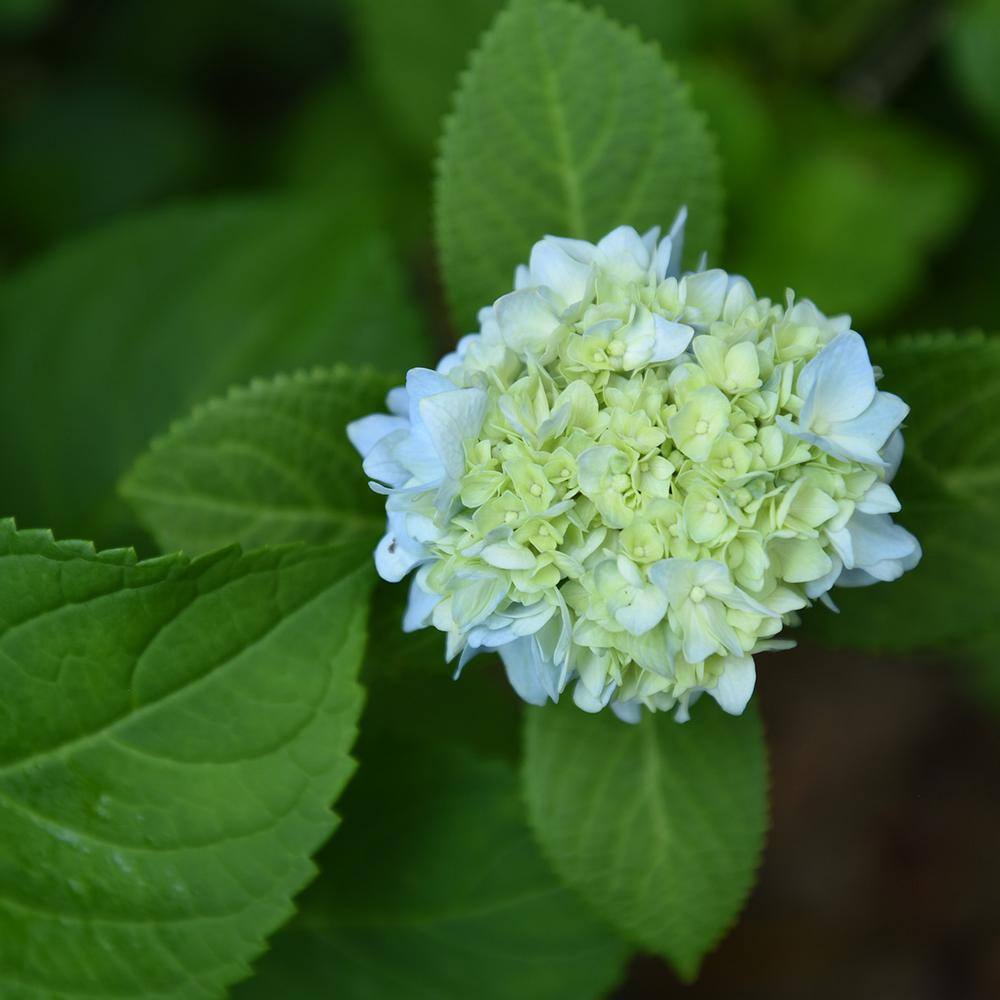 Penny Mac Hydrangea Bush in 3 Gal. Grower's Pot Color Changing Reblooming Flower Clusters THD00033