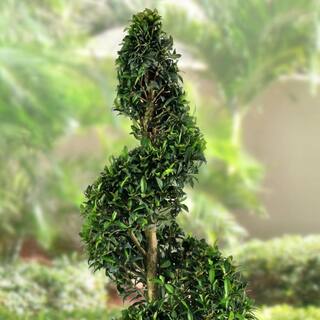 national PLANT NETWORK 3 Gal. Eugenia Spiral Topiary 36 in. HD1876