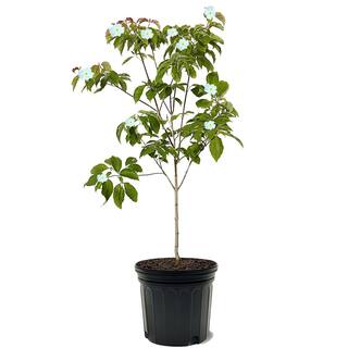 White Flowering Dogwood Tree DOGWHI07G