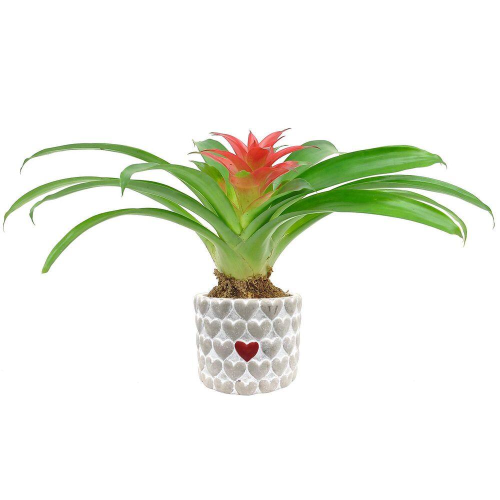 Costa Farms Grower's Choice Bromeliad Indoor Plant in 4 in. Decor Pot Avg. Shipping Height 1-2 ft. Tall CO.BRO4GP.3.BAM