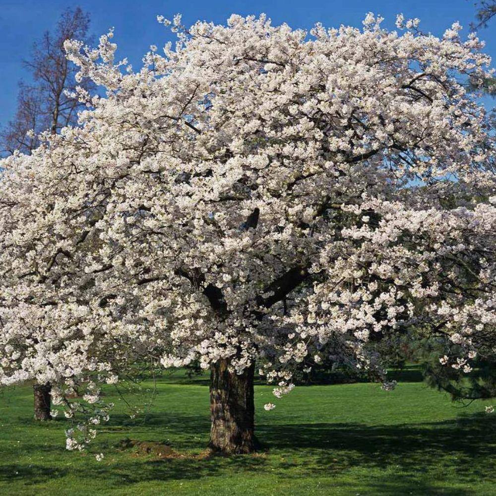 7 Gal. Yoshino Cherry Flowering Deciduous Tree with Pink Flowers CHFYOS07G