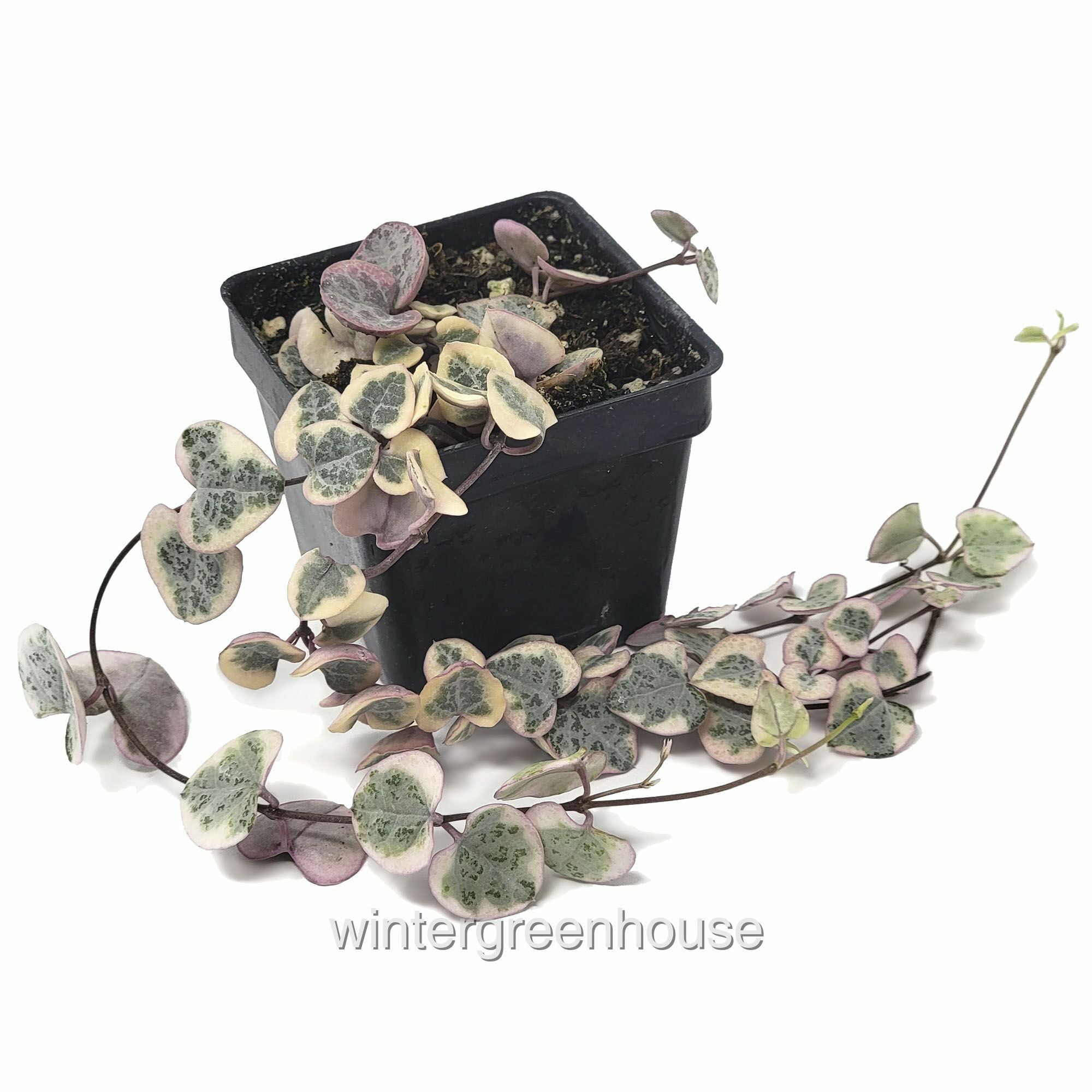 Ceropegia Woodii X， String Of Hearts Variegated - Pot Size: 3