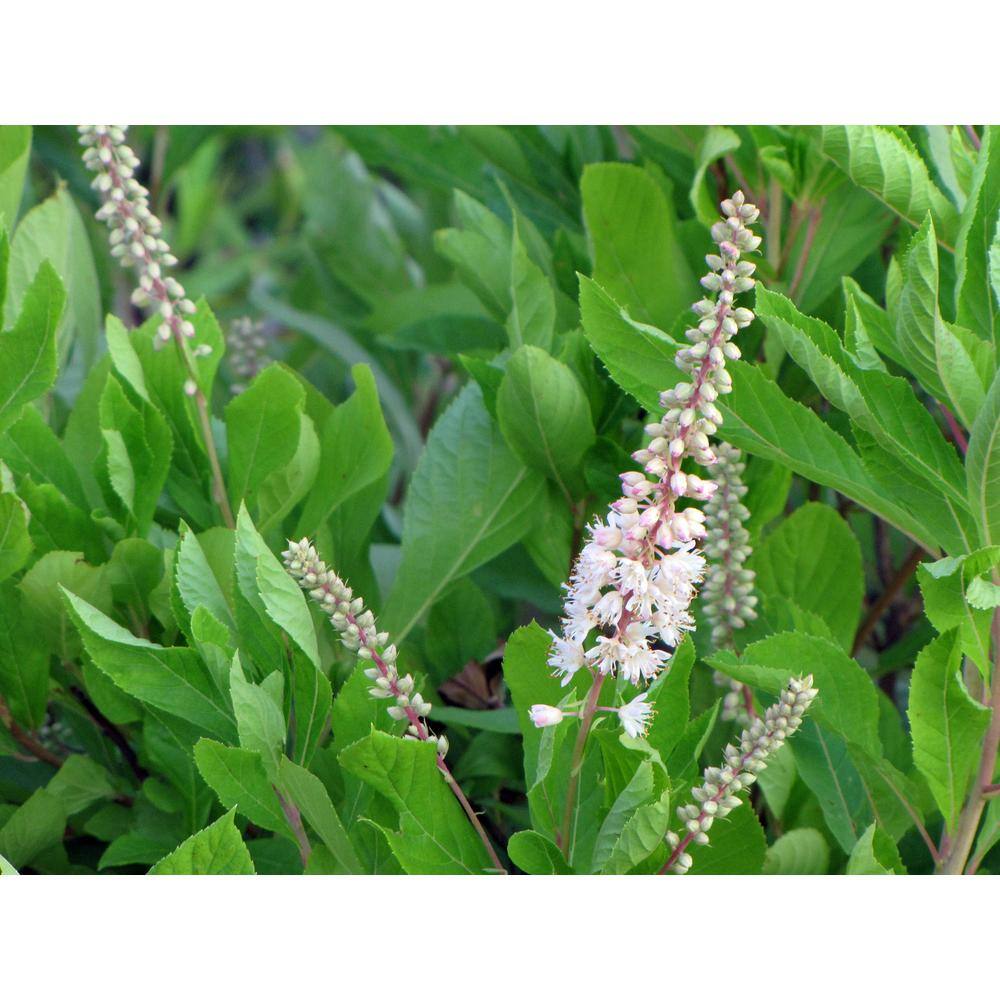 Online Orchards 1 Gal. 16-Candles Summersweet Shrub SBSS002