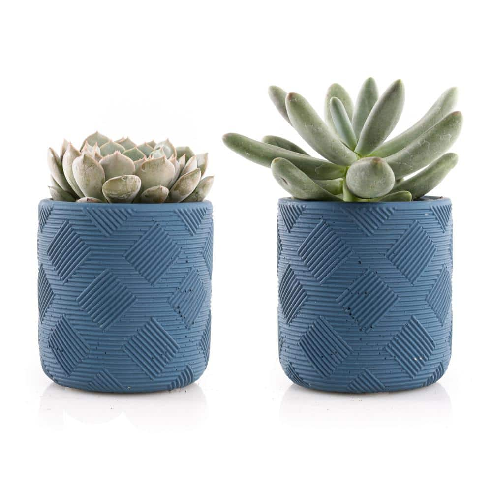 2.5 in. Assorted Succulent Set in Blue Weave Pot (2-Pack) SUCCLYAS325SBW