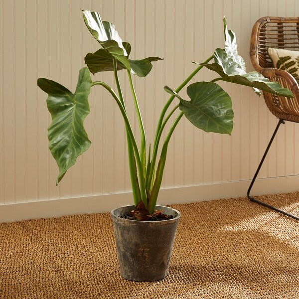 Alocasia Potted 42