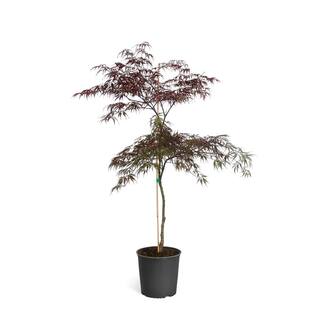 Brighter Blooms 2 Gal. 2 ft. to 3 ft. Tall Tamukeyama Japanese Maple MAP-JTM-23-2