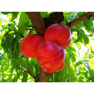 Online Orchards Independence Nectarine Tree (Bare-Root 3 ft. to 4 ft. Tall 2-Years Old) FTNC005