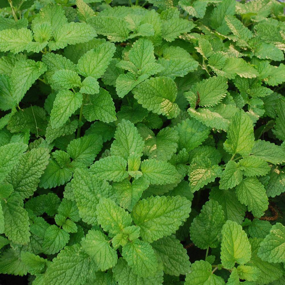 Bonnie Plants 19 oz. Lemon Balm Herb Plant (2-Pack) 202018