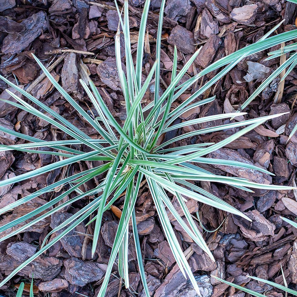 ALTMAN PLANTS 1 Gal. Liriope Super Blue Shrub Plant 0881290