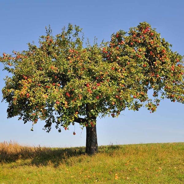 Honeycrisp™ Apple Tree