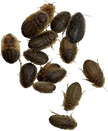 ABDragons Large Dubia Roaches Small Pet and Reptile Food