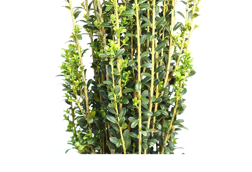 1 Gal. Sky Pencil Holly - Vertical Accent Plant - Low Maintenance