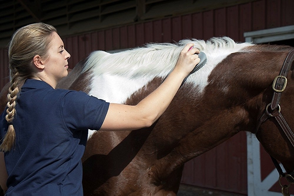 Oster Equine Care Fine Curry Horse Comb