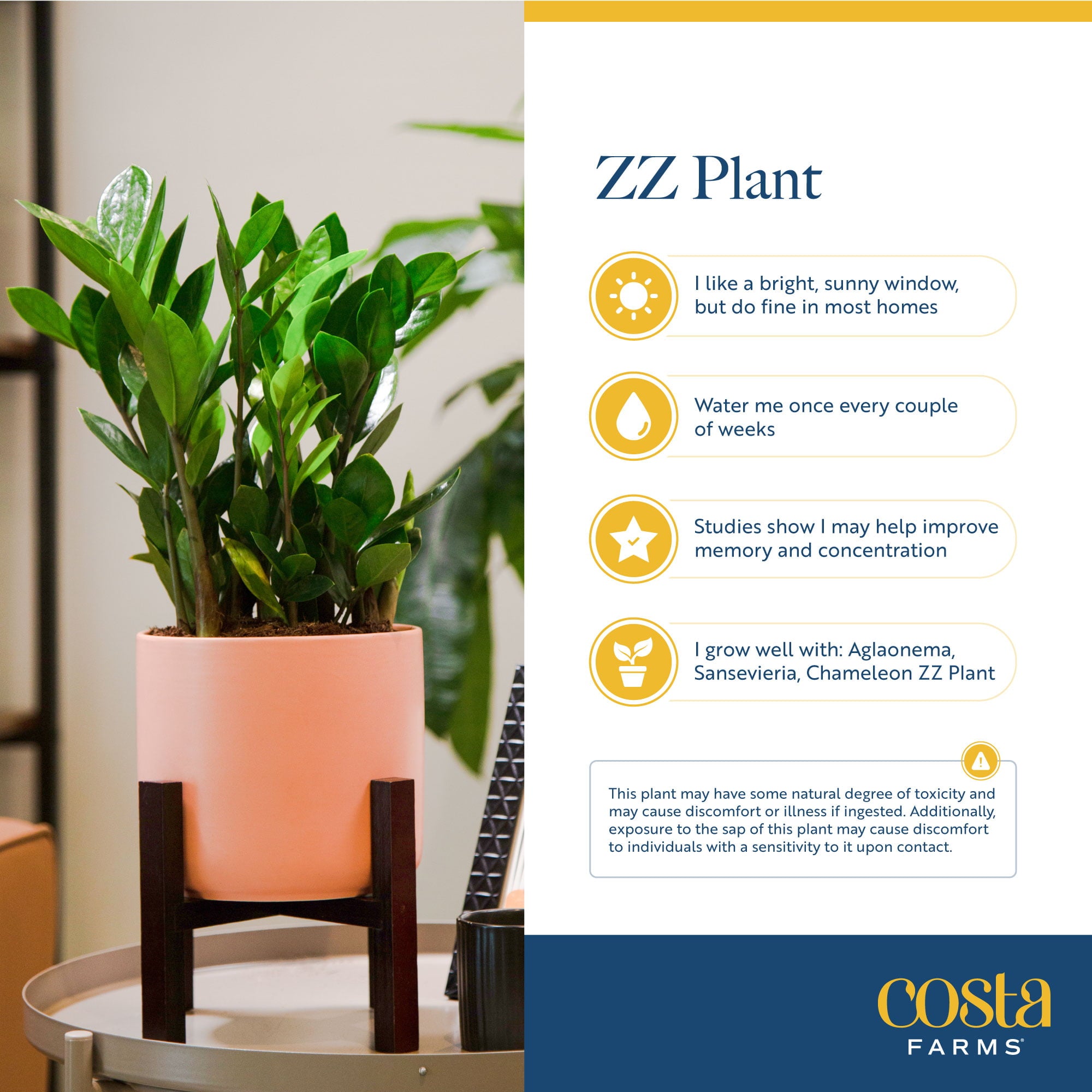 Costa Farms  Live Indoor and Outdoor 12in. Tall Green ZZ Plant; Medium， Indirect Light Plant in 6in. Décor Pot