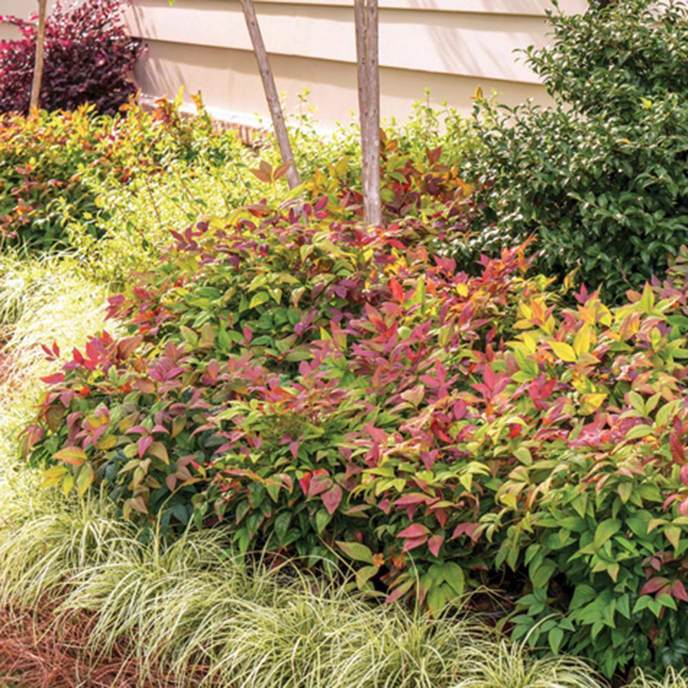 SOUTHERN LIVING 1.5 Gal. Blush Pink Nandina Live Evergreen Shrub Pink to Red Blushing Foliage 43072