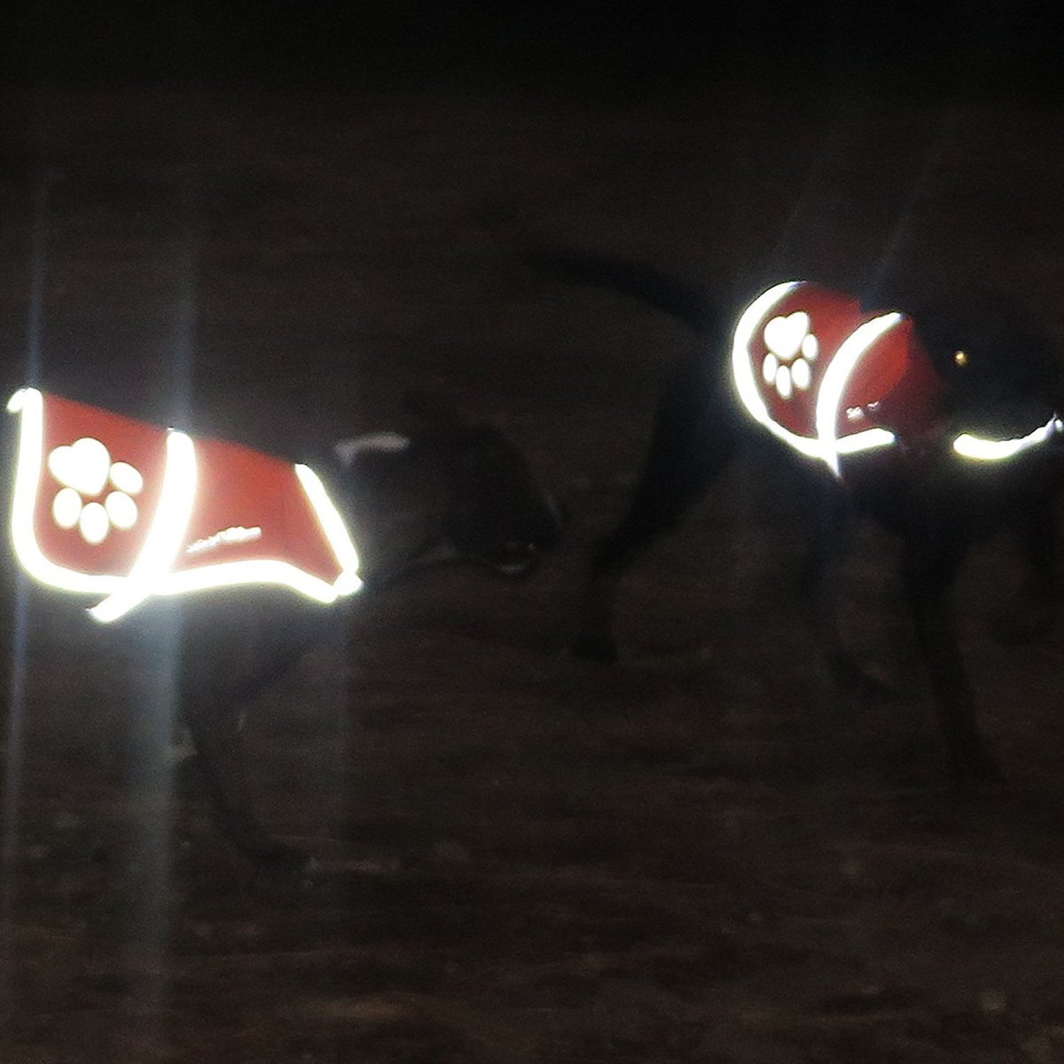 SafetyPUP XD Reflective Dog Vest