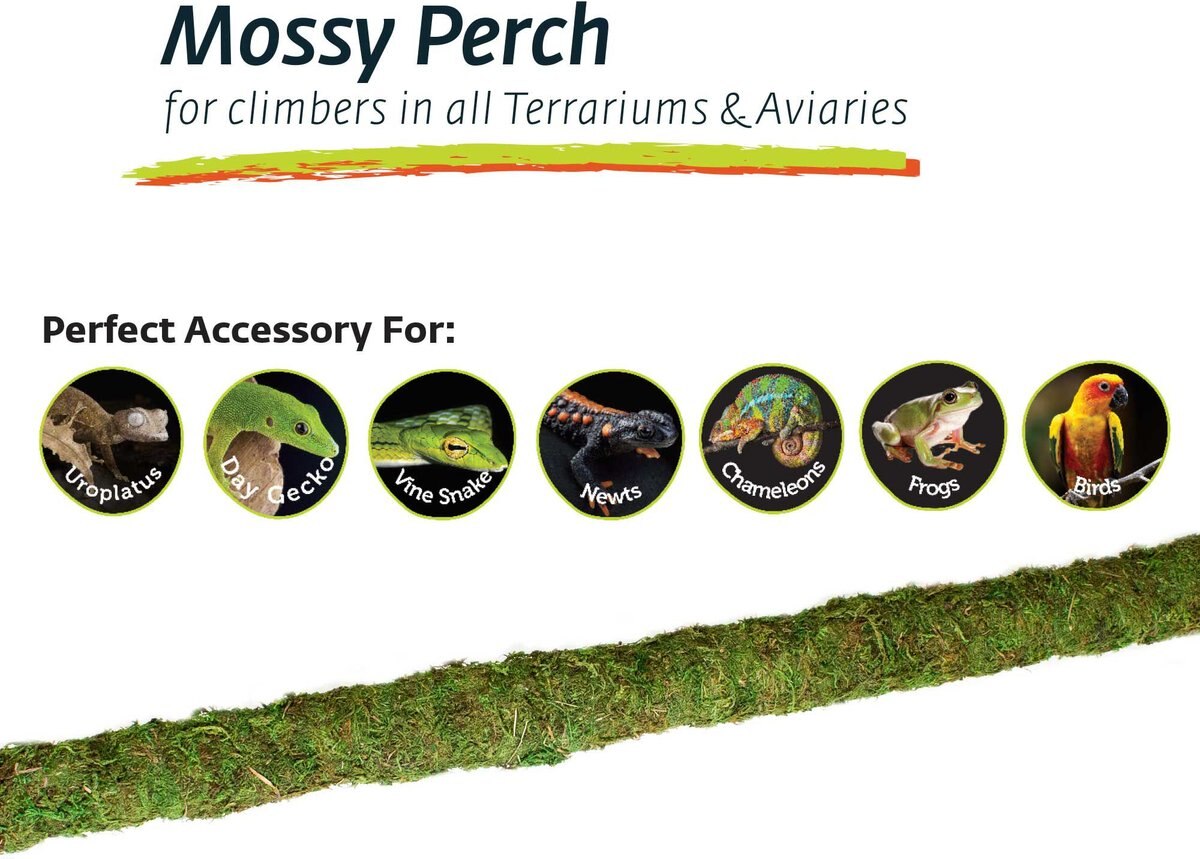 Galapagos Mossy Bird and Reptile Perch， Fresh Green