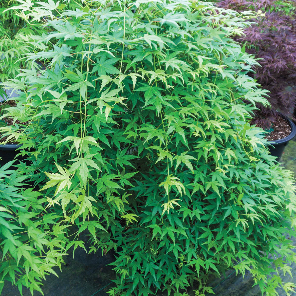 Green Laceleaf Japanese Maple Ornamental Tree grown in a 1.50 Gallon Pot (1-Pack)