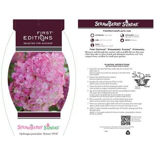 FIRST EDITIONS 2 Gal. Strawberry Sundae Hydrangea Shrub with White to Pink Flowers 14437